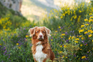 dog in yellow colors. Summer mood. Nova Scotia duck tolling retriever in flowers. Toller, pet outdoors