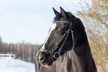 horse in winter