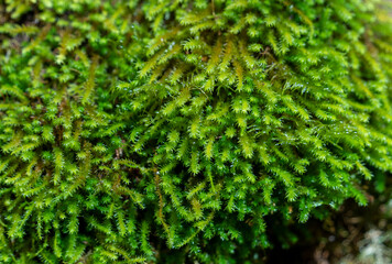 Moss closeup