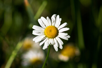 Fototapeta premium daisy flower