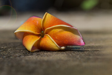 frangipani flowers colorful