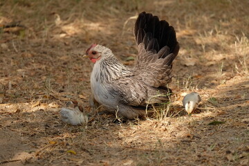 The mother hen takes her chicks to feed on the ground.