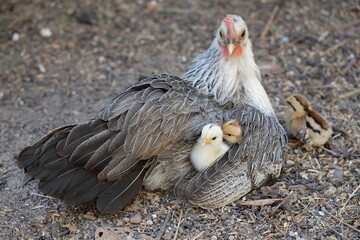 The hen protects the chicks under her wings for safety.
