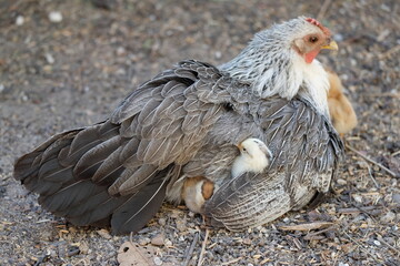 The hen protects the chicks under her wings for safety.