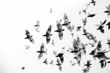 Obraz na płótnie Canvas flock of birds on a white background
