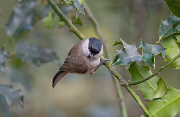 Marsh tit-Poecile palustris