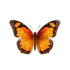 Orange beautiful butterfly on a transparent background. Generative AI