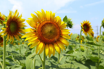 Sunflowers under the midsummer sky