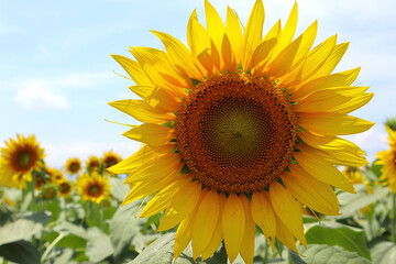 Sunflowers under the midsummer sky