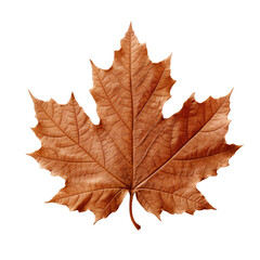 Brown maple leaf on a transparent background. Generative AI
