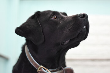 black labrador retriever 3