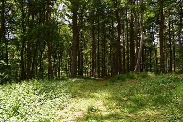 Springtime Forest with Flowers