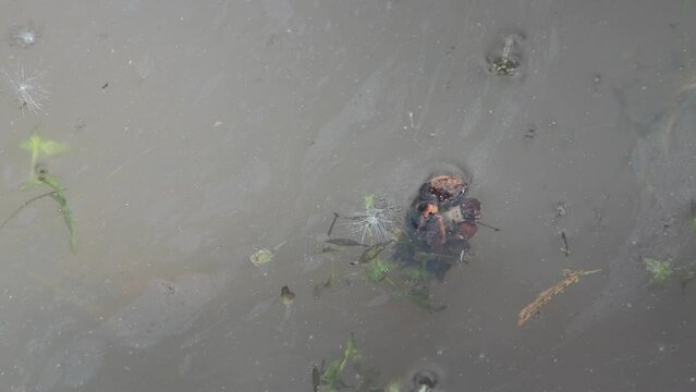 Caddis fly larva moving under the water surface in a pond, also called Trichoptera