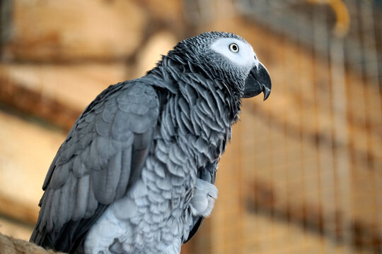 African grey parrot and defocused background