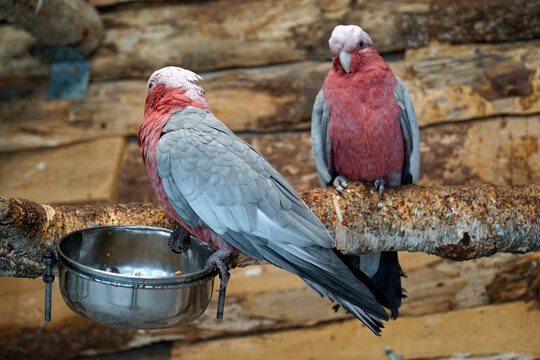 Two pink and grey Cockatoo parrots