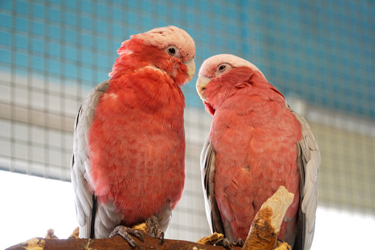Two pink and grey Cockatoo parrots