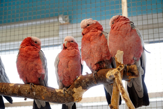 Four pink and grey Cockatoo parrots perching on a branch