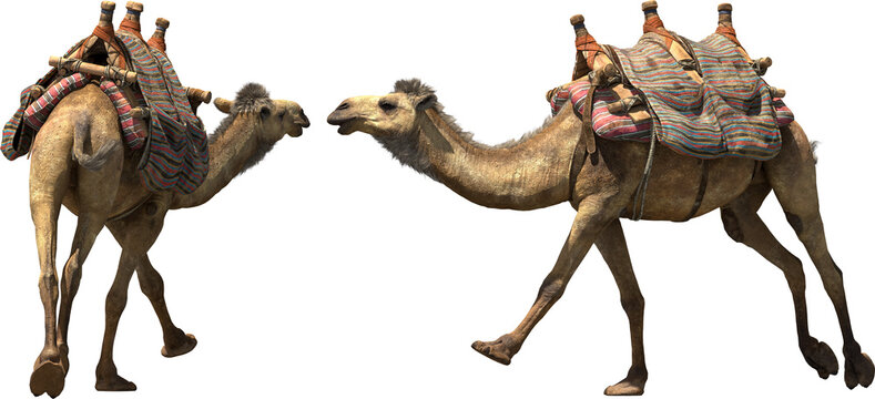 Camel Running 1