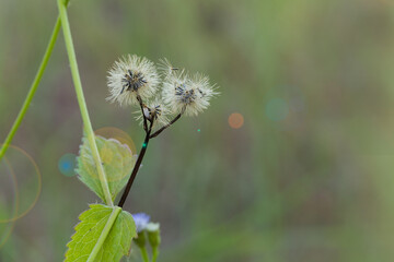 Beautiful flowers along the road