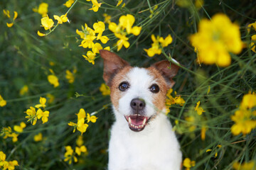 dog in yellow colors. Summer mood. Funny and Cheerful jack russell terrier in flowers
