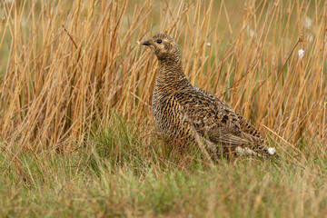 Black grouse female or hen.  Scientific name: Tetrao Tetrix  facing left and foraging in natural habitat of reeds and grasses on managed grouse moorland, Keld, North Yorkshire. Space for copy.
