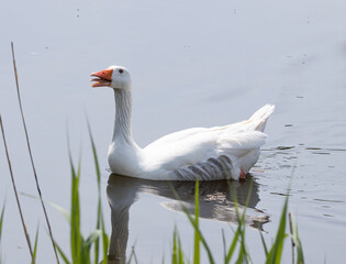 angry goose on the lake