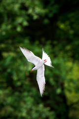 bird in flight