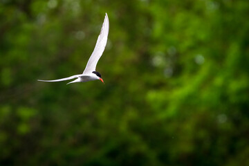 bird in flight