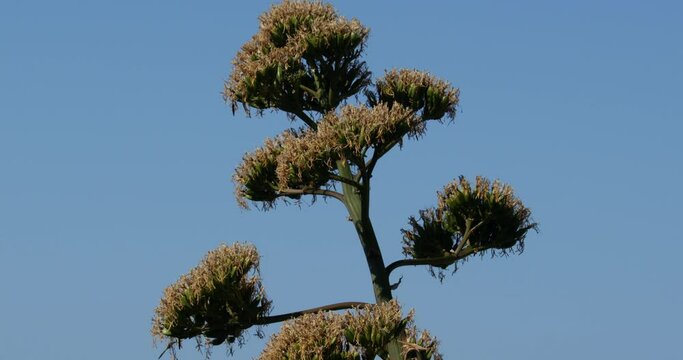 Agave americana in bloom, Croatia