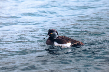 tufted duck on the water