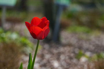Tulipan ogrodowy czerwony