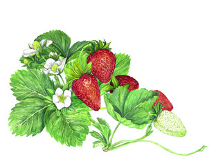 Strawberry bush with white flowers, green leaves and red juicy strawberries. Watercolor illustration isolated on transparent background. Fruit print. For postcards, packages, postcards, logo, desserts