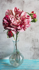 on a gray background stands a small glass vase with a bicolor rose consisting of white and pink.  congratulations holiday postcard calendar