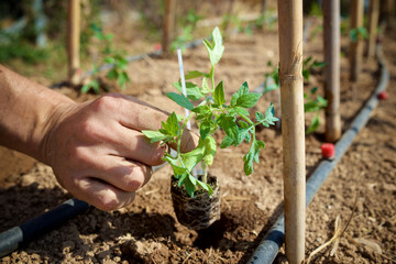 Farmer planting seedlings in an orchard