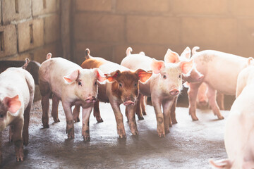 pig farming industry fattening pigs for consumption of meat , Pork is the food of the world's population.