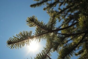 Naklejka na ściany i meble A branch of a pine tree with the sun shining through it. Generative AI