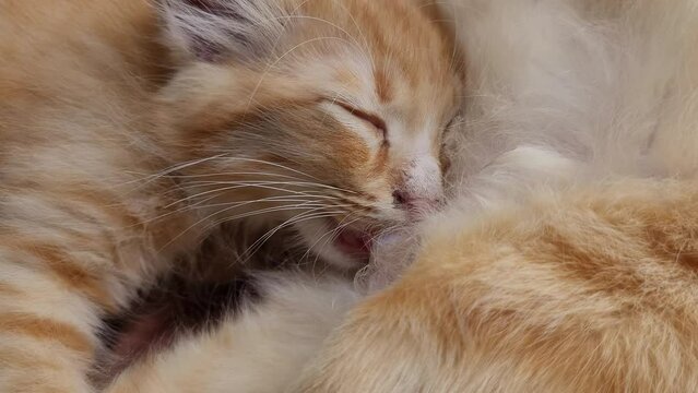 orange kitten cat is so cute