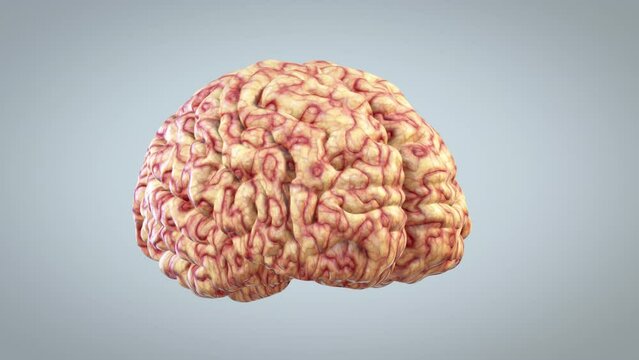 3d brain rotating, great mind concept, loop, Luma Matte 