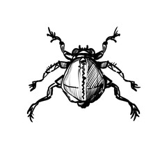 Hand drawn fantasy bug/beetle