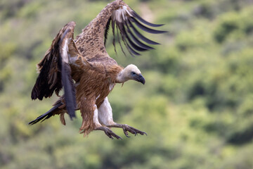 Griffon Vulture Gyps fulvus in flight , green background, biblical gyps, Old World vultures are vultures that are found in the Old World, i.e. the continents of Europe, Asia and Africa,
