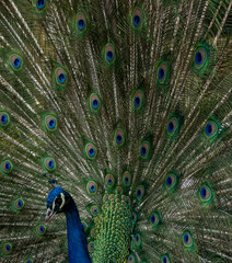 Naklejka premium A peacock with its tail spread out showing all its splendor and color of the plumage