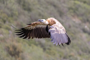 Griffon Vulture Gyps fulvus in flight , green background, biblical gyps, Old World vultures are vultures that are found in the Old World, i.e. the continents of Europe, Asia and Africa,
