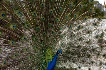 Fotobehang A peacock with its tail spread out showing all its splendor and color of the plumage © lancho