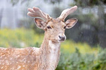 Persian fallow deer in the rain (Dama dama mesopotamica)
