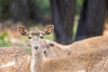 Persian fallow deer in the rain (Dama dama mesopotamica)
