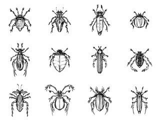 Fototapeta na wymiar Set of 12 hand drawn fantasy bugs/beetles