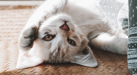 A playful little cat is lying and waving his paw as he tries to catch the light.