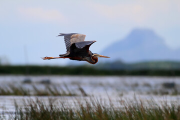great heron ardea cinerea