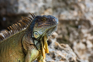 lizard of the genus. Animals lizard iguana. Iguana reptilian, exotic wild dragon.