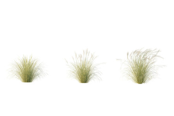 isolated cutout aestethic grass Stipa Capillata in 3 different model option, best use for landscape design